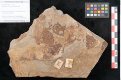 Foto (Objekt + Etikett) von Taeniopteris moravica Ettingshausen (NHMW-GEO-2024-0188-10931)